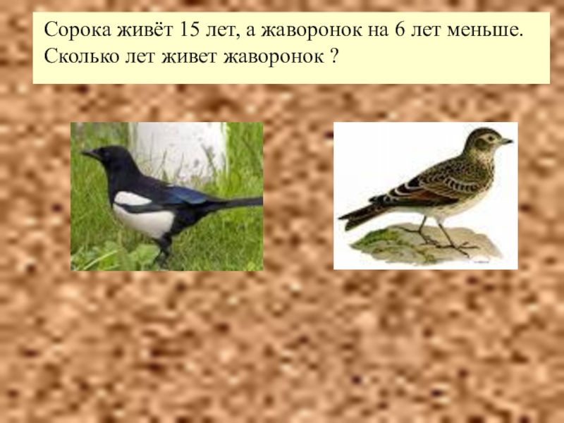 Сороки живут. Сколько живут сороки. Сколько лет живут сороки. Жаворонок сороки. Сколько лет живет Жаворонок.