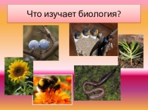 Презентация по биологии для 5 класса на тему:  Увеличительные приборы.