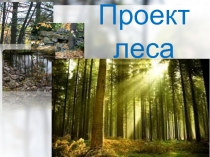 Презентация по биологии Проект леса