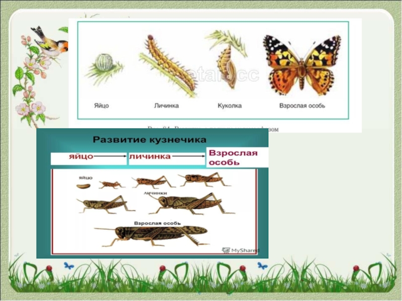 Стадия развития куколка характерна для. Яйцо личинка взрослая особь. Яйцо личинка куколка кузнечик. Личинка куколка взрослая особь. Личинка и взрослая особь кузнечика.