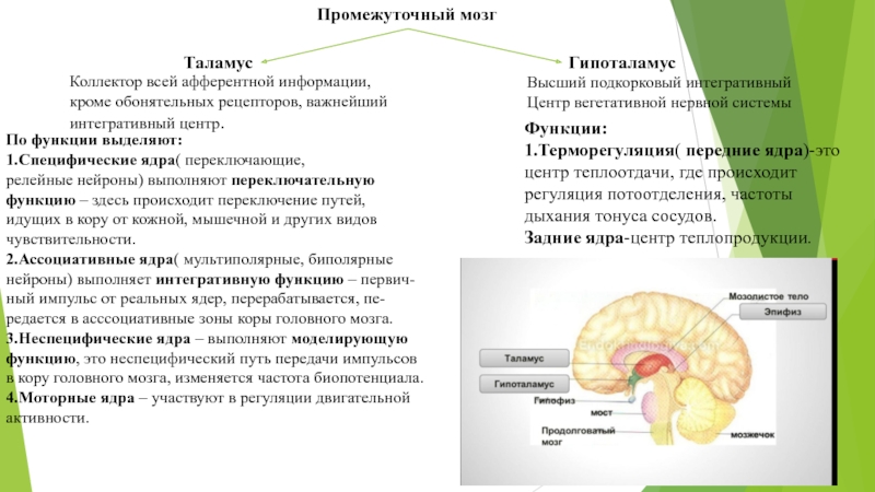 Промежуточный отдел функции. Функции гипоталамуса промежуточного мозга. Функции промежуточного мозга физиология. Отделы головного мозга таламус и гипоталамус. Промежуточный мозг в мозге особенности строения и функции.