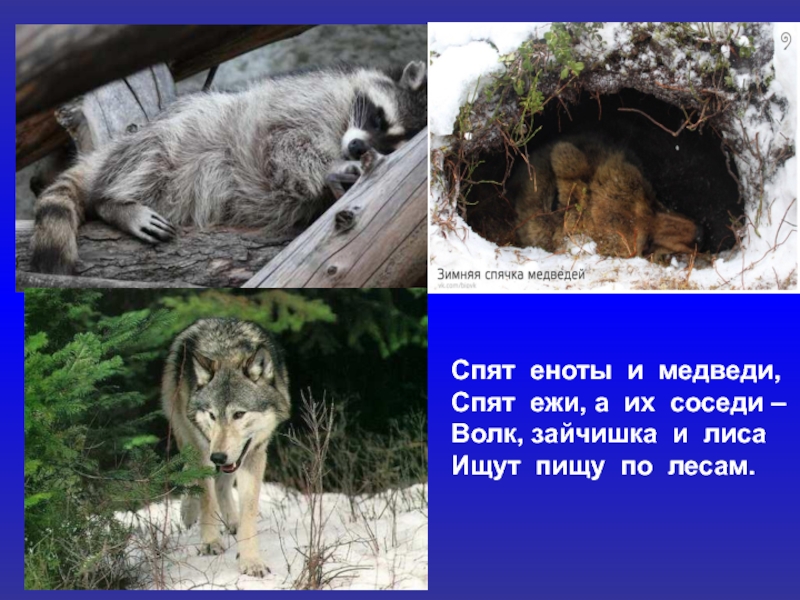 Спят еноты и медведи,Спят ежи, а их соседи –Волк, зайчишка и лисаИщут пищу по лесам.