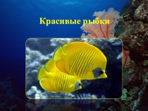 Презентация к уроку ИЗО на тему Красивые рыбки(2 класс)