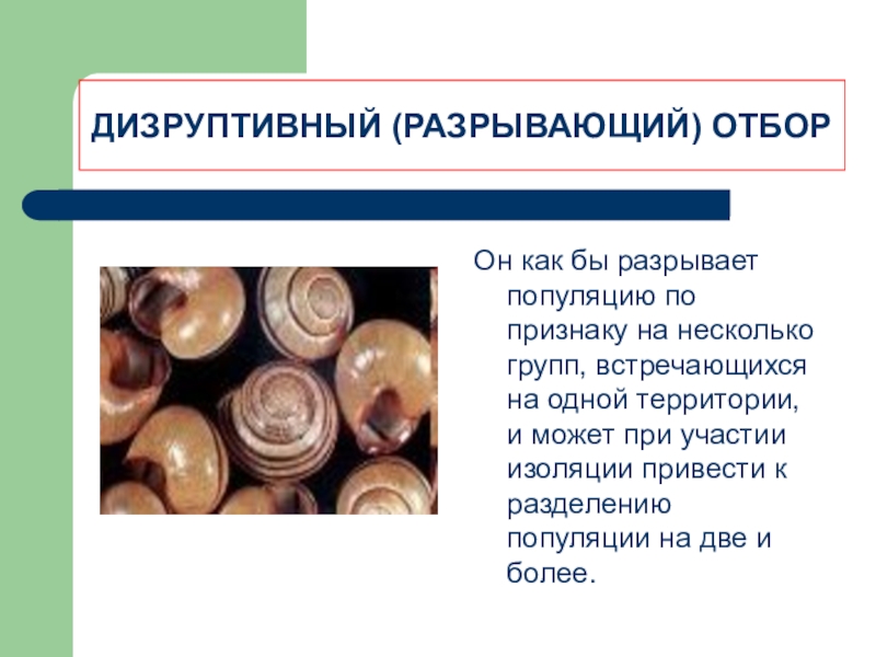 Разрывающий отбор. Примеры дизруптивного отбора. Признаки дизруптивного отбора. Пример дизруптивного отбора у животных. Дизруптивный отбор примеры.