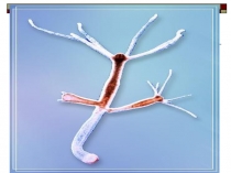 Презентация по биологии Половое размножение, 9 класс
