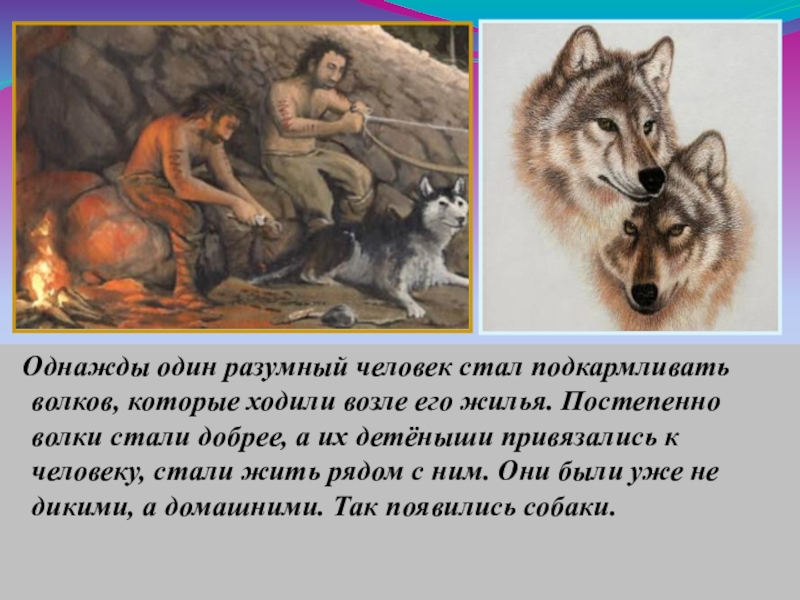 Аудио рассказ волки. Рассказ о волке.