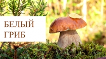 Презентация по окружающему миру на тему В царстве грибов