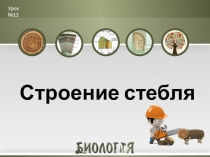 Презентация по биологии на тему Строение стебля