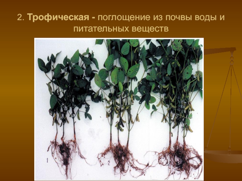 Корень 67 3. Корень это биология. Сокальская корень слайд. Биология корень орган почвенного питания растения 7 класс.