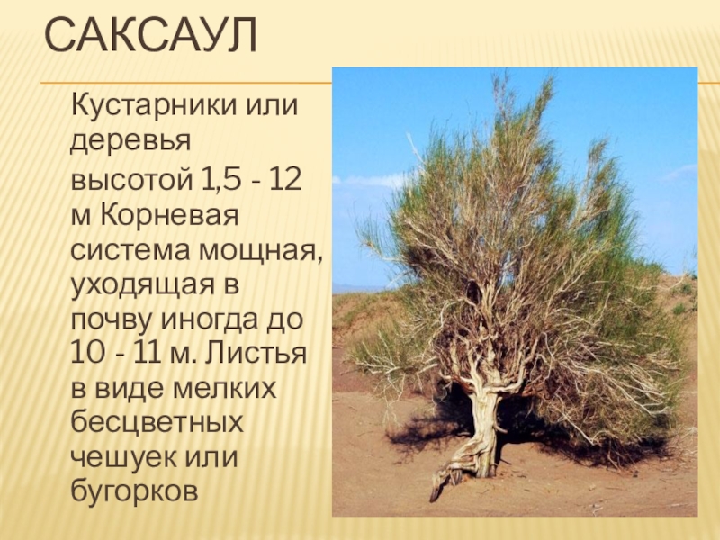 Саксаул природная зона обитания. Саксаул чешуйки. Саксаул корни. Пустынный саксаул древесина. Саксаул корневая система.