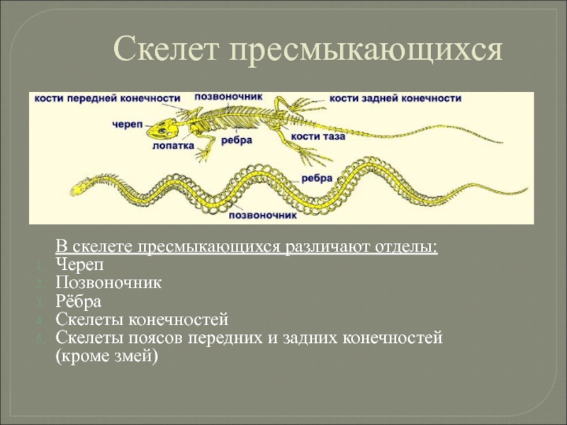 Скелет конечностей рептилий. Опорно двигательная система рептилий таблица. Скелет пресмыкающихся. Отделы скелета пресмыкающихся. Функции скелета пресмыкающихся.