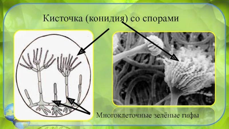 Кисточка (конидия) со спорамиМногоклеточные зелёные гифы