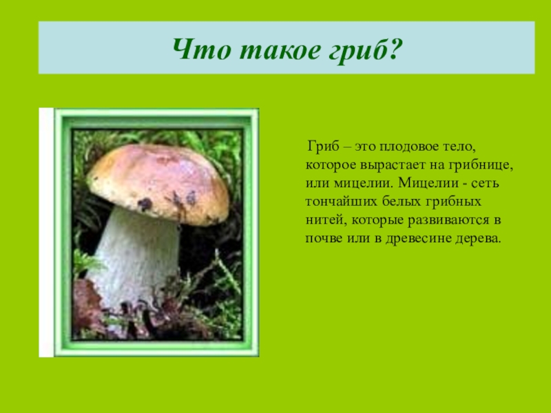 Речь гриба. Грибы это определение. Что такое грибы кратко. Что такое грибы в биологии определение. Грибы что это такое понятие.