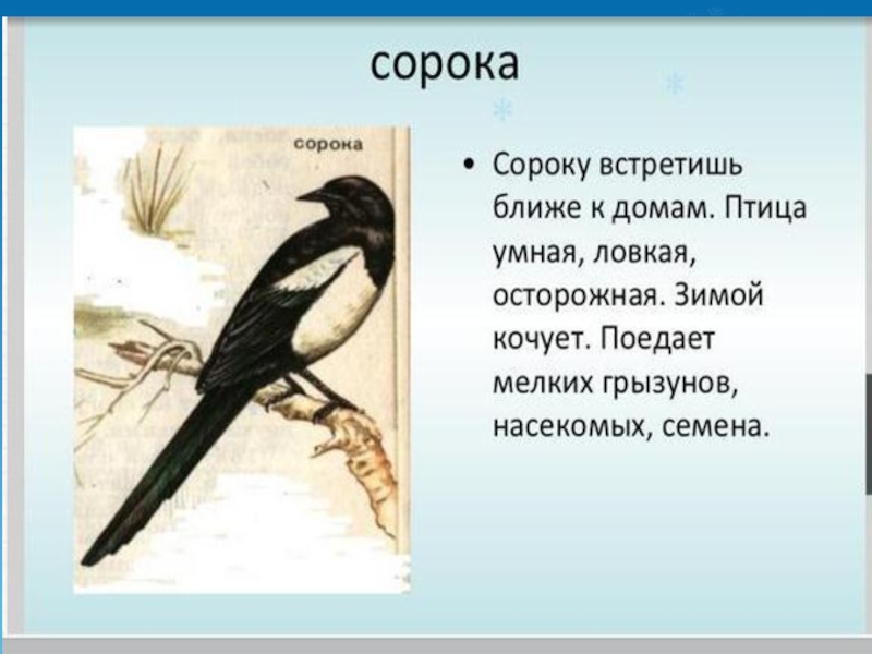 Сороки трещат или пищат. Сорока кочующая птица. Сорока трещит. Сорока умная птица. Презентация прокорми птиц зимой.