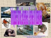 Презентация по биологии на тему Тип Хордовые. Ланцетник (7 класс)