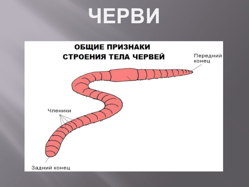 Передний и задний конец червя. Признаки группы червей. Черви основные признаки. Черви характерные признаки.