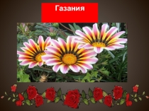 Презентация по цветоводству и декоративному садоводству на тему Газания(9 класс)