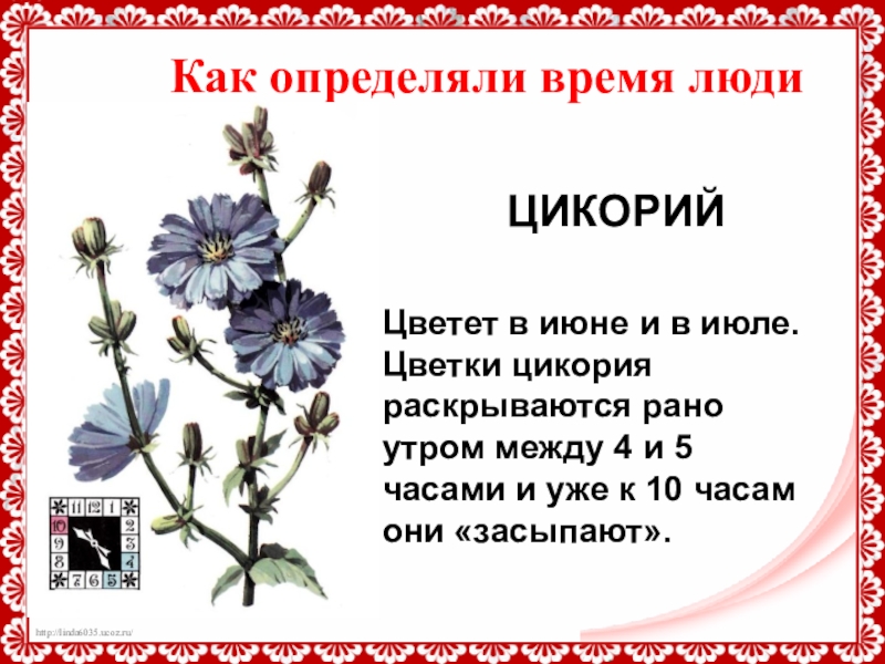 Со скольки можно цикорий. Цикорий. Цикорий описание. Цикорий описание растения. Цикорий растение доклад.