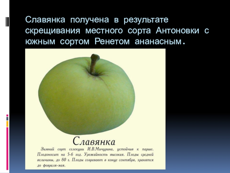 Найдите расстояние от антоновки. Ренет Ананасный. Окраска плодов Антоновки таблица. Тип плодов у Антоновки. PH У Антоновки.