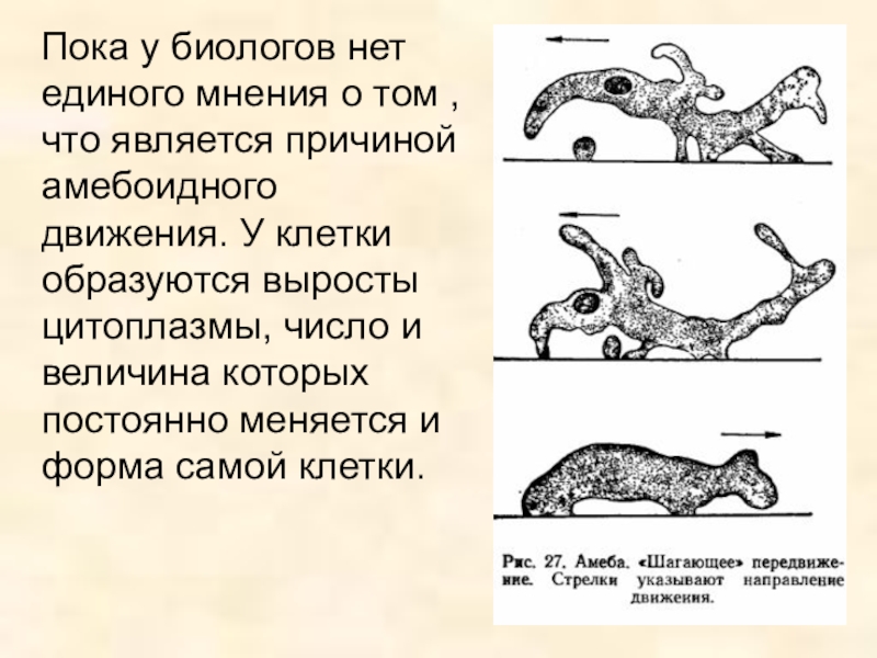 Амебоидное движение. Амебоидное движение характерно для. Амебоидное движение животных. Амебоидное движение примеры.