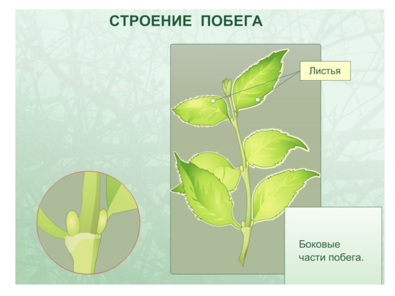 Презентация 6 класс почки биология 6 класс