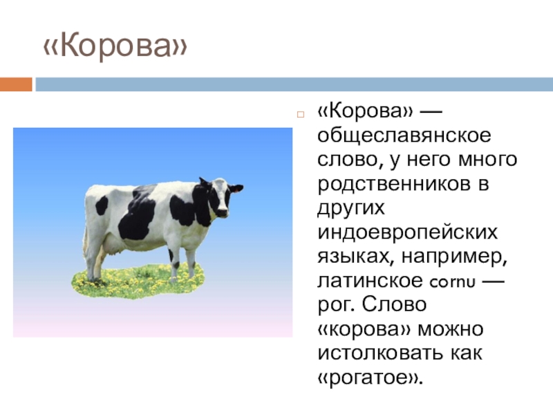 Текст про корову