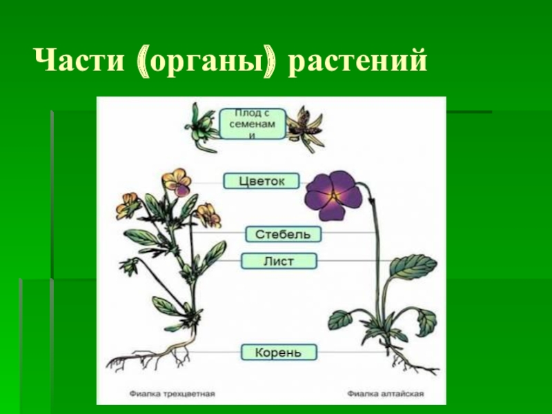 3 органа растения. Орган это часть растения которая. Надземная часть растения. Наземные части растения. Органы растений и группы органов.