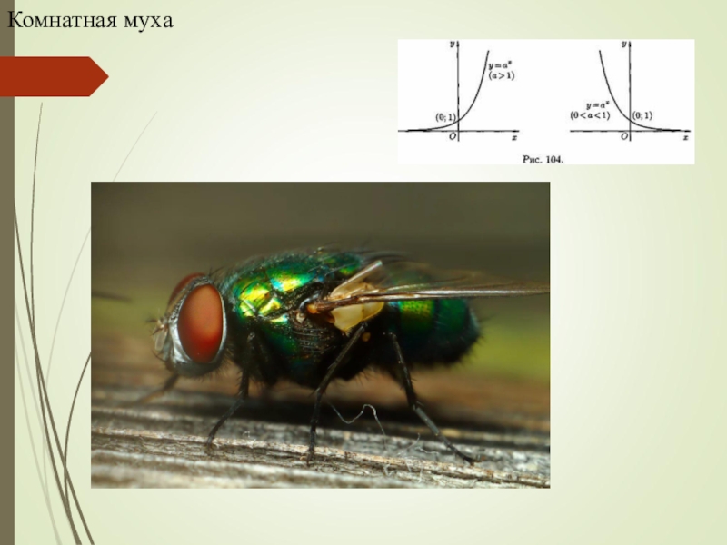 Определить муху. Муха для презентации. Муха биология. Комнатная Муха презентация. Комнатная Муха проект.
