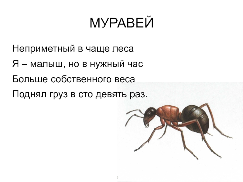 Во сколько раз муравей поднимает вес. Что может поднять муравей. Муравей поднимает вес. Сколько может поднять муравей больше своего веса. Какой вес поднимает муравей.