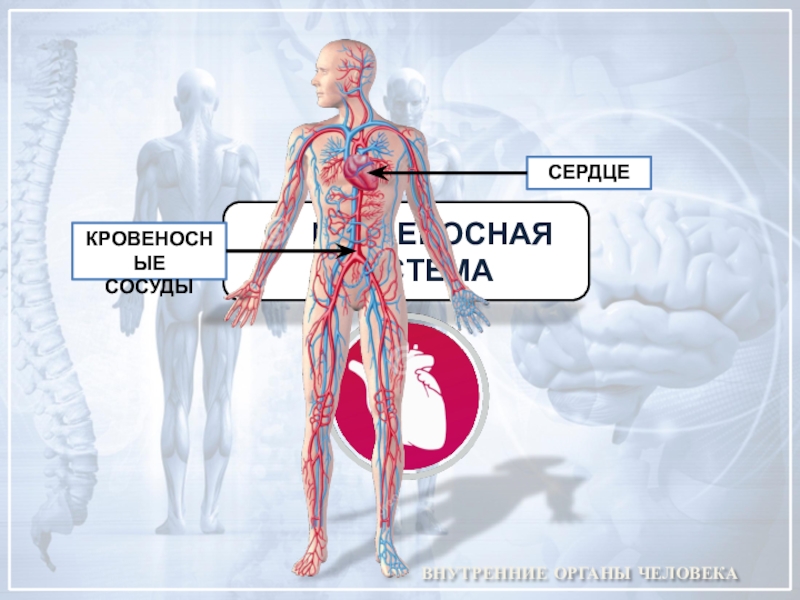 Кровеносная система человека доставляет лекарственные впр. Сердце и кровеносные сосуды это органы учи.ру. Сердце и кровеносные сосуды это органы чего. Сердце и кровяные сосуды это органы. Кровеносные сосуды окружающий мир.