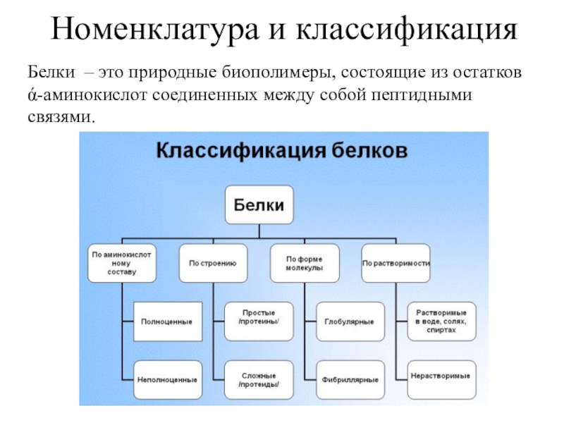 Классификация и номенклатура. Номенклатура и классификация белков. Номенклатура белков химия. Классификация Белкова. Белки номенклатура.