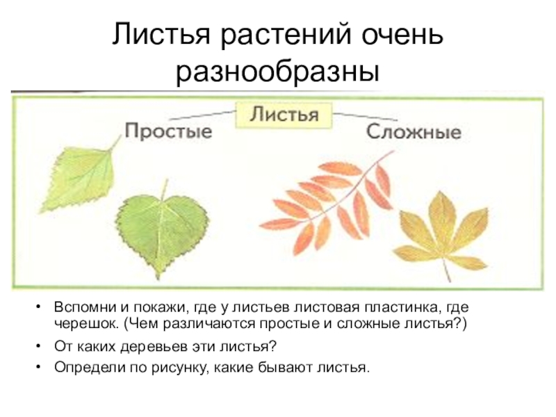 Простые листья могут быть. Простые и сложные листья. Типы сложных листьев. Основные типы сложных листьев. Растения с простыми листьями.