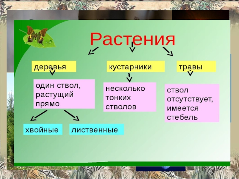 Урок какие бывают животные. Какие бывают животные 2 класс окружающий мир. Презентация к уроку какие бывают животные 2 класс окружающий мир. Доклад по окружающему миру какие бывают животные. Какие животные бывают по характеру.