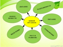 Презентация по биологии на тему Раздражимость, 6 класс
