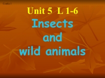 Презентация к занятию World of Animals