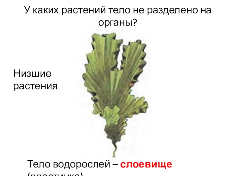 Водоросли тело слоевище. Водоросли таллом и слоевище. Низшие растения таллом. Что такое Талл и слоевище в водорослях. Таллом ламинарии.