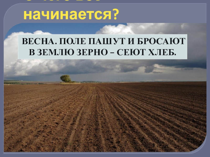 В полях пашут. Паханное поле. В полях пашут сеют. Сеют хлеб. Зерно брошенное в землю.