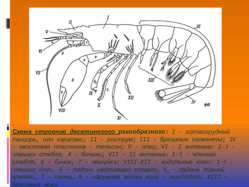 Строение креветки схема