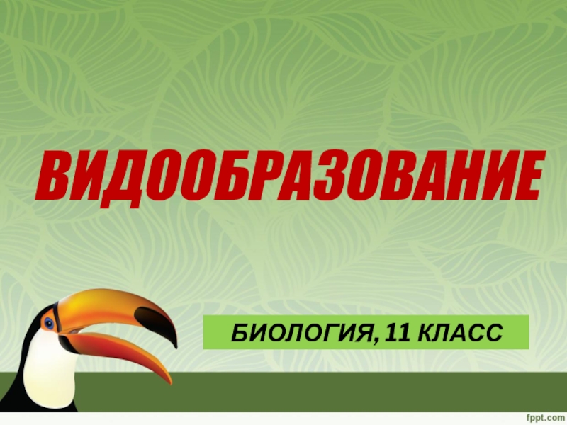 Презентация по биологии Видообразование, 11 класс