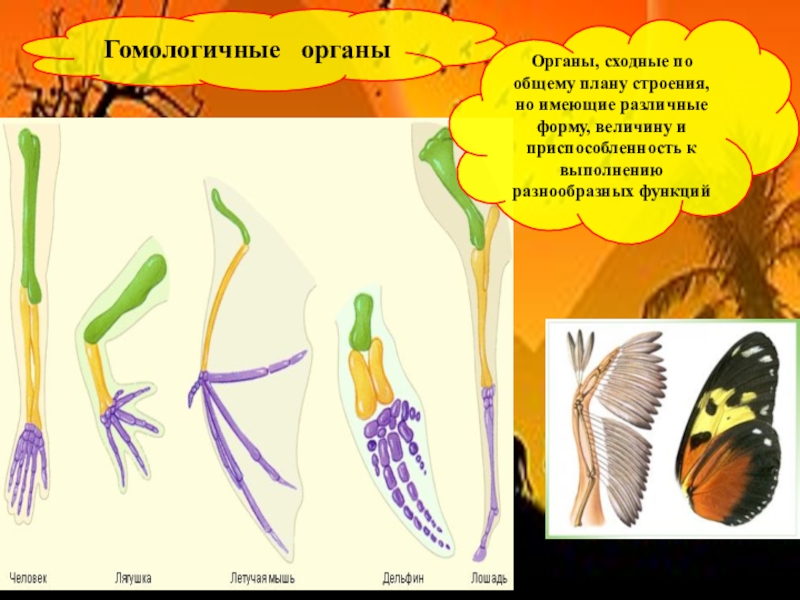 Презентация на тему развитие животного мира на земле