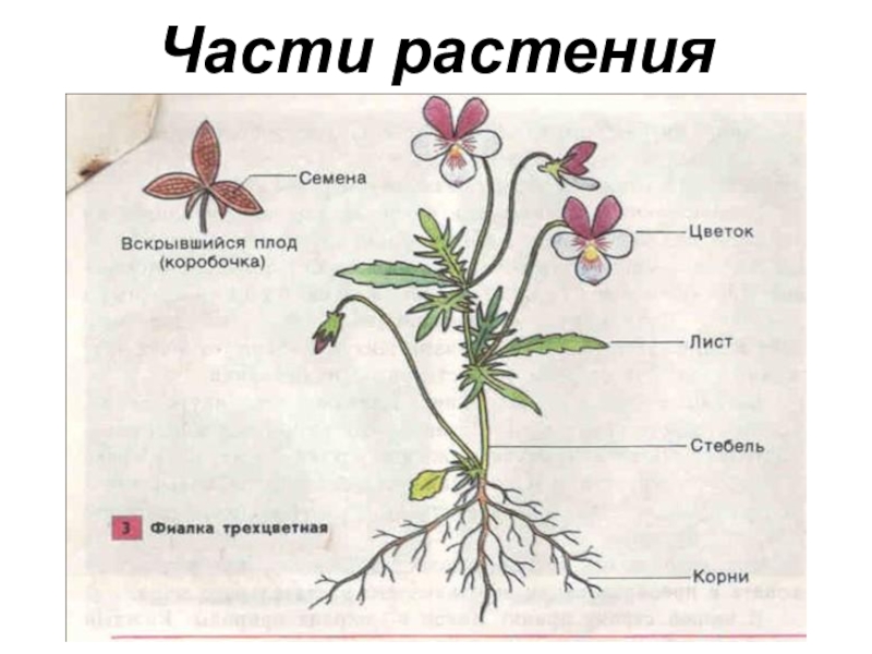 Строение растений рисунок