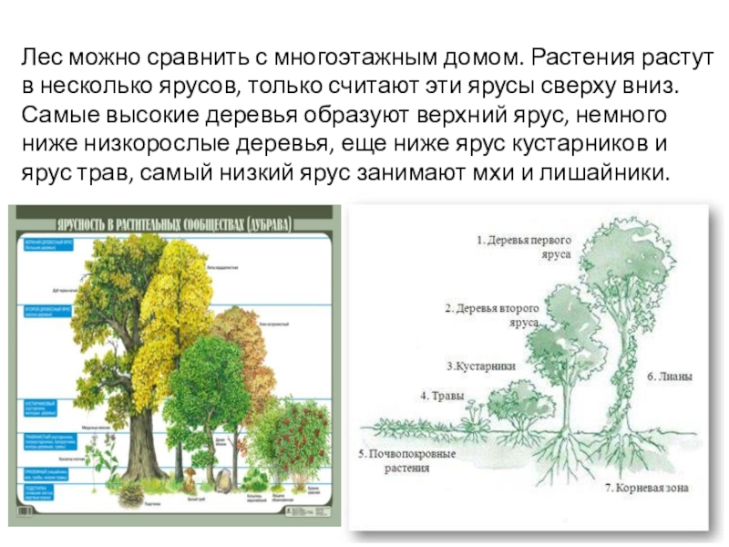 Лес сравнение. Лес можно сравнить с многоэтажным домом. Лес многоэтажный дом. Схема лес многоэтажный дом. Рассказ лес многоэтажный дом.