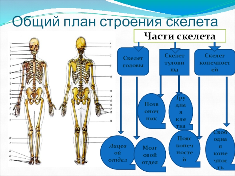 Назовите характерные черты строения скелета