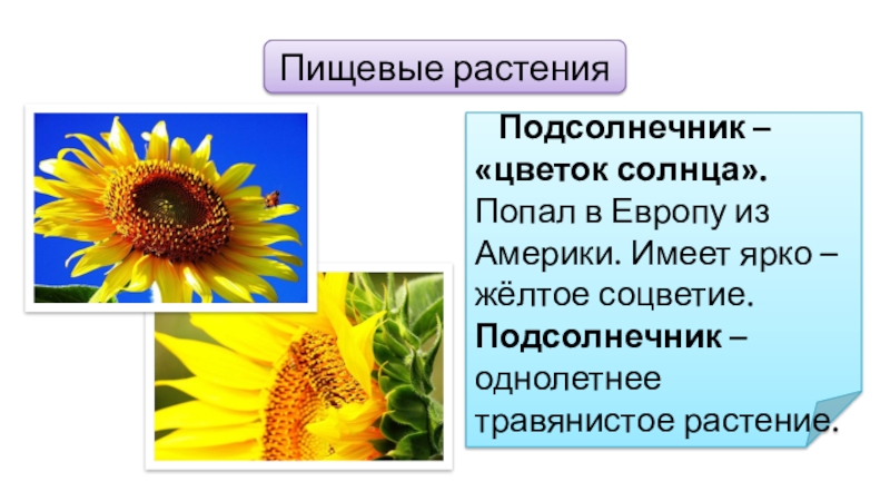 Пищевые растения  Подсолнечник – «цветок солнца». Попал в Европу из Америки. Имеет ярко – жёлтое соцветие.Подсолнечник