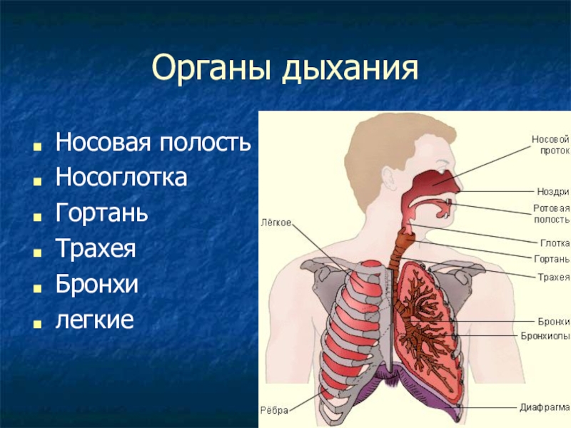 Строение дыхательной системы человека фото
