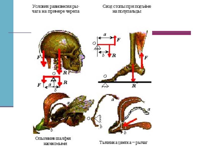 Простые механизмы в природе картинки