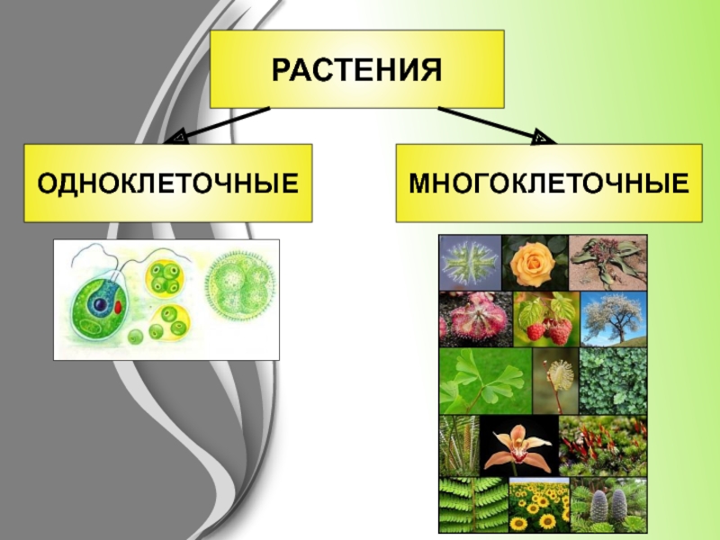 Презентация царство растения 5 класс