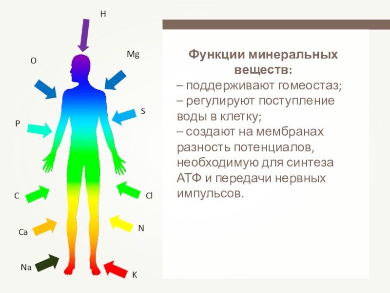 Роль минеральных солей. Функции мин солей в организме. Минеральные соли функции. Минеральные соли функции в организме. Функции Минеральных солей в организме человека.