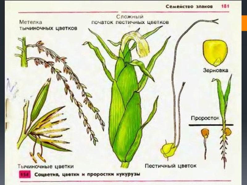 Початок метелка. Соцветия цветки и проростки кукурузы. Строение початка кукурузы. Схема початка кукурузы. Строение цветков кукурузы.