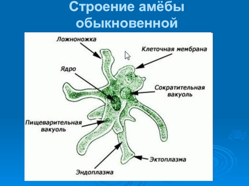 Амеба рисунок по биологии